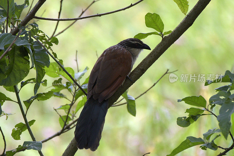 White-browed Coucal